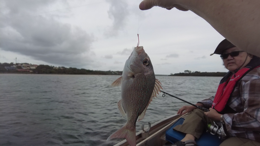 Juvenille snapper